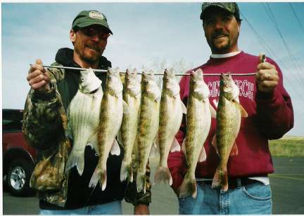 Fat Chamberlain SD Walleyes!