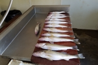 Good Fishing on a Warm Summer Day!
